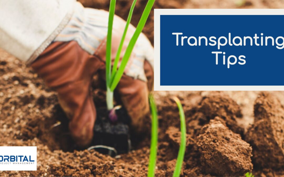 Transplanting Tips