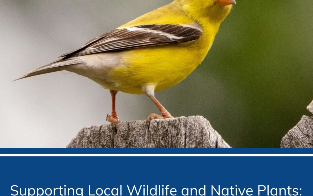 Supporting Local Wildlife and Native Plants: A Guide to Building a Thriving Ecosystem